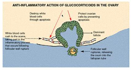 Anti- Inflammatory action of Glucocorticoids in the Ovary